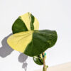 Variegated Sea Grape Tree (coccoloba uvifera actual plant)