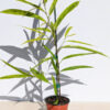 Variegated Eucalyptus Leaf Ficus (ficus longifolia allii actual plant)
