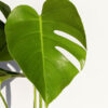Monstera Del. Borsigiana Albo Unvariegated Sport (actual plant)