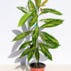 RARE Bi-Color Golden Penda Tree (xanthostemon chrysanthus actual plant)