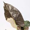 Alocasia Wentii Silver Splash (actual plant)