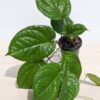 Lg Amydrium Medium Jade (Actual Plant)