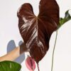 XL Anthurium Giant Red Heart Plant (Actual Plant)