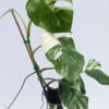 Monstera Del. Borsigiana Albo Variegata (actual plant)