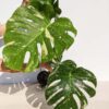XL Monstera Deliciosa Albo Variegata Large Form (actual plant)