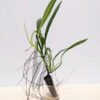 Philodendron Alternans Plant