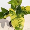 Lg Philodendron Burle Marx Albo Variegata (actual plant)