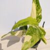 Lg A+ Philodendron Domesticum Variegatum (Actual Plant)