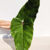 XL Philodendron Maximum (Actual Plant)