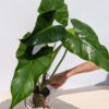 Lg A+ Philodendron Sagittifolium Plant