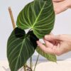 Lg A+ Philodendron Verrucosum x Melanochrysum