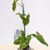 Lg Rare Mottled Arrowhead Plant (syngonium p.)