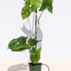 Lg Rare Mottled Arrowhead Plant (syngonium p.)