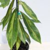 RARE Bi-Color Golden Penda Tree (xanthostemon chrysanthus actual plant)