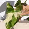 Lg Max Variegata Elephant Ear Plant (alocasia macrorrhiza)