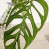 XL Monstera Epipremnoides (Actual Plant)