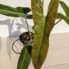 Philodendron Atabapoense (actual plant)