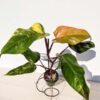Lg A+ Philodendron Strawberry Shake (actual plant)