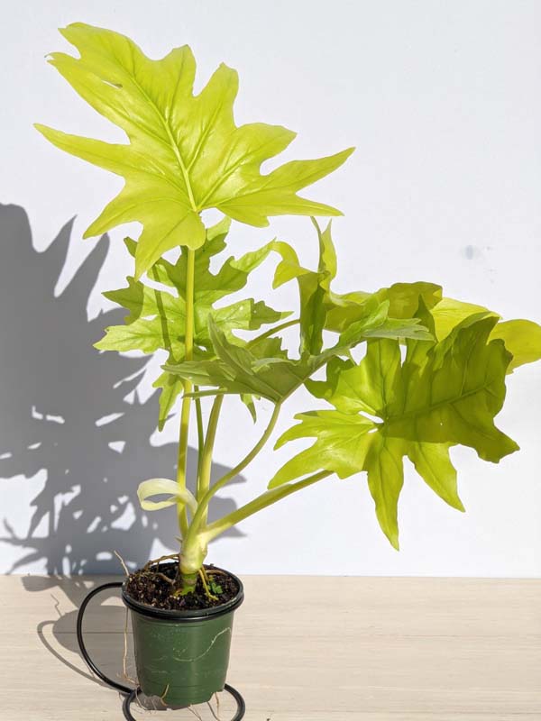 Philodendron Warscewiczii Aurea Flavum – Kens Rare Plant Auctions