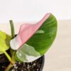 Lg A+ Philodendron White Princes (actual plant)