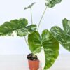 Alocasia Odora Okinawa Silver Elephant Ear (actual plant)