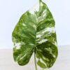 Alocasia Odora Okinawa Silver Elephant Ear (actual plant)