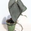 Lg Anthurium Black Velvet, Ace of Spades (BLACK SPORT)