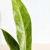 Lg. Anthurium Cubense Variegata (actual plant)