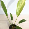 Lg. Anthurium Cubense Variegata (actual plant)