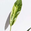 Lg. Anthurium Cubense Variegata (actual plant)