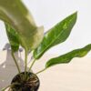 Lg. Anthurium Cubense Variegata (actual plant)