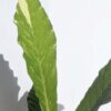 XL Anthurium Cubense Variegata (actual plant)