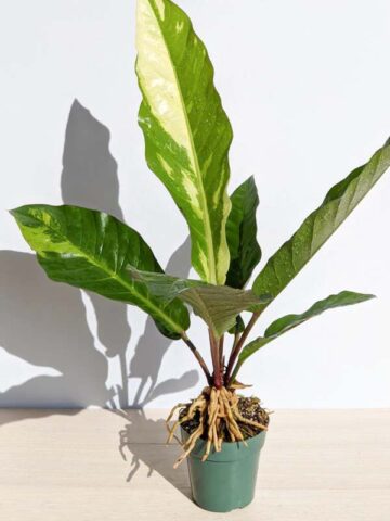 Anthurium – Kens Rare Plant Auctions