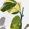 Variegated Sea Grape Tree (coccoloba uvifera actual plant)