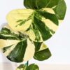 Variegated Sea Grape Tree (coccoloba uvifera actual plant)