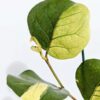 Variegated Sea Grape Tree (coccoloba uvifera actual plant)