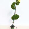 Variegated Sea Grape Tree (coccoloba uvifera actual plant)