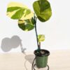 Variegated Sea Grape Tree (coccoloba uvifera actual plant)