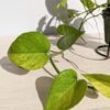 Lg. A+ Jessenia Pothos (epipremnum aureum)