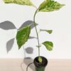 RARE Large Leaf Albo Variegata Jungle Ficus Tree (ficus fistulosa)