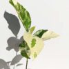 RARE Large Leaf Albo Variegata Jungle Ficus Tree (ficus fistulosa)
