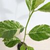 RARE Large Leaf Albo Variegata Jungle Ficus Tree (ficus fistulosa)