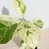RARE Large Leaf Albo Variegata Jungle Ficus Tree (ficus fistulosa)