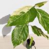 RARE Large Leaf Albo Variegata Jungle Ficus Tree (ficus fistulosa)