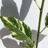 RARE Large Leaf Albo Variegata Jungle Ficus Tree (ficus fistulosa)