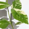 RARE Large Leaf Albo Variegata Jungle Ficus Tree (ficus fistulosa)