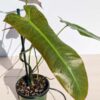 Philodendron Atabapoense (actual plant)