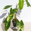 Lg Philodendron Burle Marx Albo Variegata (actual plant)