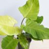 HUGE A+ Philodendron Jungle Fever Plant (actual plant)