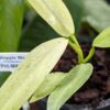 Philodendron Mottled Whipple Way (Actual Plant)